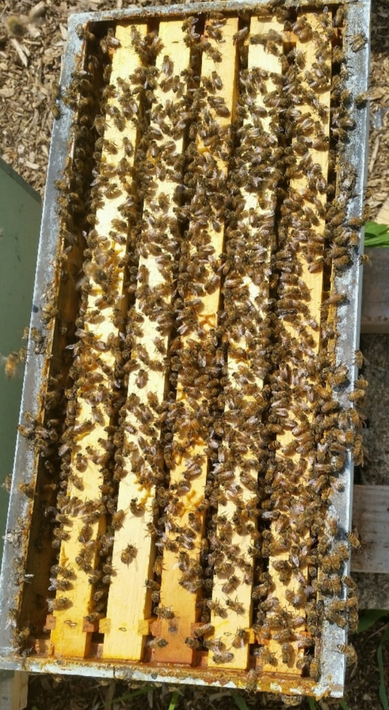 5 Frame Bee Nucs For Sale