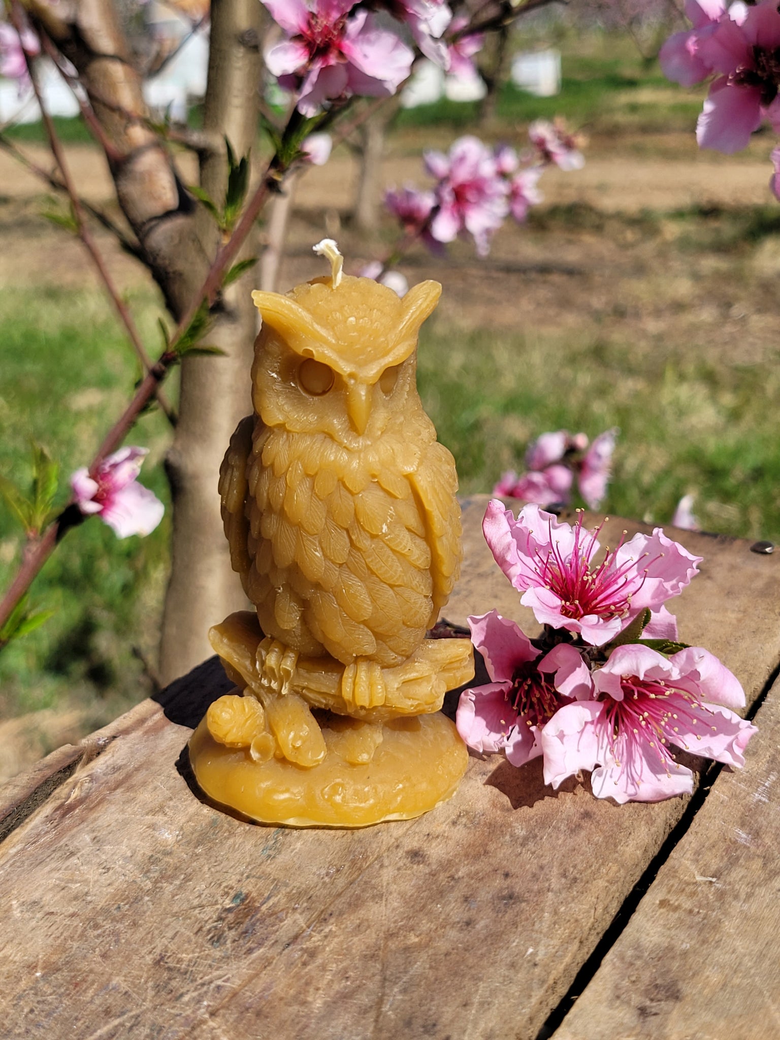 Owl