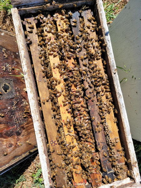 2024 5 Frame Honey Bee Nuc