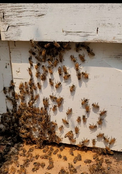 2024 5 Frame Honey Bee Nuc